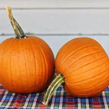 PUMPKIN, Small