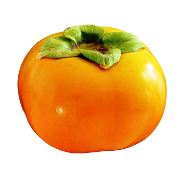 PERSIMMONS, Fuyu